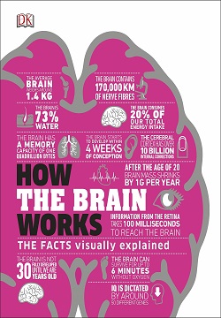 How the Brain Works : The Facts Visually Explained